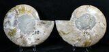 Large Split Ammonite Pair - Crystal Pockets #19215-3